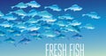 Group of fresh fish vector illustration for header, Royalty Free Stock Photo