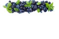 Group of fresh fruits and berries with basil`s. Ripe blueberries, grapes, plums and blackberries.