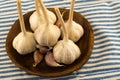 Group fresh garlic white whole head large stands on a wooden plate