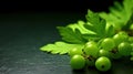 Group of Fresh Green Gooseberry Fruits On Green Background with Copy Space Selective Focus Royalty Free Stock Photo