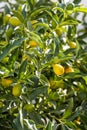 Group of fresh green and orange Kumquats, or cumquats with green leaves is on the tree in the garden. Vertical Royalty Free Stock Photo