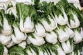 Group of fresh green vegetable (chinese cabbage),bok choy. Royalty Free Stock Photo