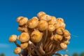 Group of fresh honey mushrooms against the sky in autumn in the forest Royalty Free Stock Photo