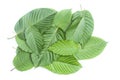 Fresh kratom leaves or Mitragyna speciosa on white background