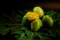 Group of fresh local mango tropical fruits of Thailand on papaya leaf with black background