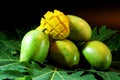 Group of fresh local mango tropical fruits of Thailand on papaya leaf with black background