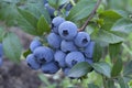 Group fresh mellow blueberries on the green Bush.