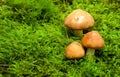 Group of fresh mushrooms in forest Royalty Free Stock Photo