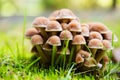 Group of fresh natural edible mushrooms in autumn forest