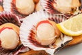 Group of fresh opened scallop with scallop roe or coral close up