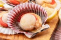 Group of fresh opened scallop with scallop roe or coral close up