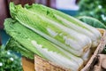 Group of fresh organically grown fresh romaine lettuce