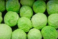 Group of fresh organically grown green and red cabbage