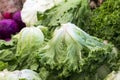 Group of fresh organically grown fresh romaine lettuce in the farmer market