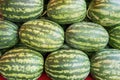 Group of fresh organically grown watermelons in the market