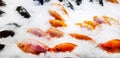 Group of fresh Pomegranate fish freeze on ice at ocean market or supermarket. Royalty Free Stock Photo