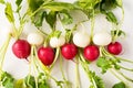 Group of fresh radishes on white background