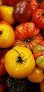 A group of fresh raw multicolored shiney heirloom tomatoes background Royalty Free Stock Photo