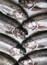 Group of fresh raw rainbow trout fish for sale in the market. Royalty Free Stock Photo