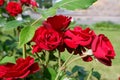 Group of fresh red or scarlet roses on a rose bush close up view Royalty Free Stock Photo