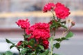 Group of fresh red or scarlet roses on a rose bush close up view Royalty Free Stock Photo