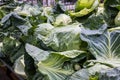 fresh ripe green cabbages at a farmers market