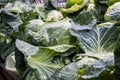 Group of fresh ripe green cabbages