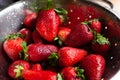 Group of fresh, ripe red strawberries with green leaves wet and washed in stainless steel colander Royalty Free Stock Photo