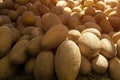 Group of fresh ripe yellow sweet melons. Cantaloupe melons for sale in organic farm. Royalty Free Stock Photo