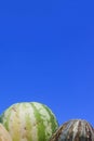 Group of fresh ripe yellow sweet melons and watermelons. Cantaloupe melons for sale in organic farm for sale Royalty Free Stock Photo