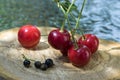 Group of fresh ripened fruit on wooden pad, red sour cherries and black currant Royalty Free Stock Photo