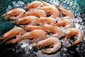 Group of fresh shrimps prawns seafood red skin prawn Royalty Free Stock Photo