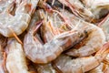 group of fresh shrimps prawns seafood red skin prawn vannamei Royalty Free Stock Photo