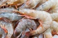 group of fresh shrimps prawns seafood red skin prawn vannamei Royalty Free Stock Photo