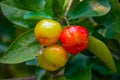 Group of fresh small red organic brazillian acerola cherry fruit Malpighia Glabra with green leaves.