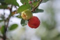 Group of fresh small red organic brazillian acerola cherry fruit Malpighia Glabra with green leaves. Fresh organic Acerola Royalty Free Stock Photo