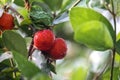 Group of fresh small red organic brazillian acerola cherry fruit Malpighia Glabra with green leaves. Fresh organic Acerola Royalty Free Stock Photo