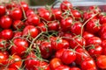 Group fresh small red tomato on branch