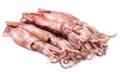 A group of fresh squid Royalty Free Stock Photo