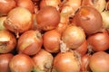 Group of fresh unpeeled onion bulbs Royalty Free Stock Photo