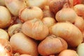 Group of fresh unpeeled onion bulbs Royalty Free Stock Photo