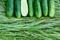 Group of fresh village cucumbers.