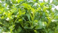 Group of fresh watercress