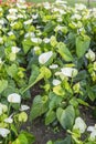 The Group of fresh white and green Anthurium lily or flamingo lily flowers blooming in flower garden Royalty Free Stock Photo