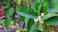 Group of fresh white lemon flower blooming and buds with green leave on big tree in garden. circle lemonade tropical fruit multi v Royalty Free Stock Photo