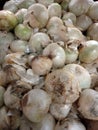 fresh white onions (allium cepa) on sale at the market. Royalty Free Stock Photo