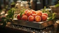 Group of Fresh Yellow Apricat Fruit with Water Drops on Wooden Table Top Defocused Background