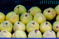 Group of fresh yellow organic quinces displayed for sale at a street food market in Bucharest, Romania, natural background, side v