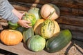 Group of freshly gathered raw pumpkins from garden