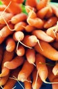 Group of freshly harvested orange carrots Royalty Free Stock Photo